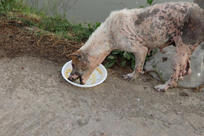 Stray Animal Feeding, Care, and Support