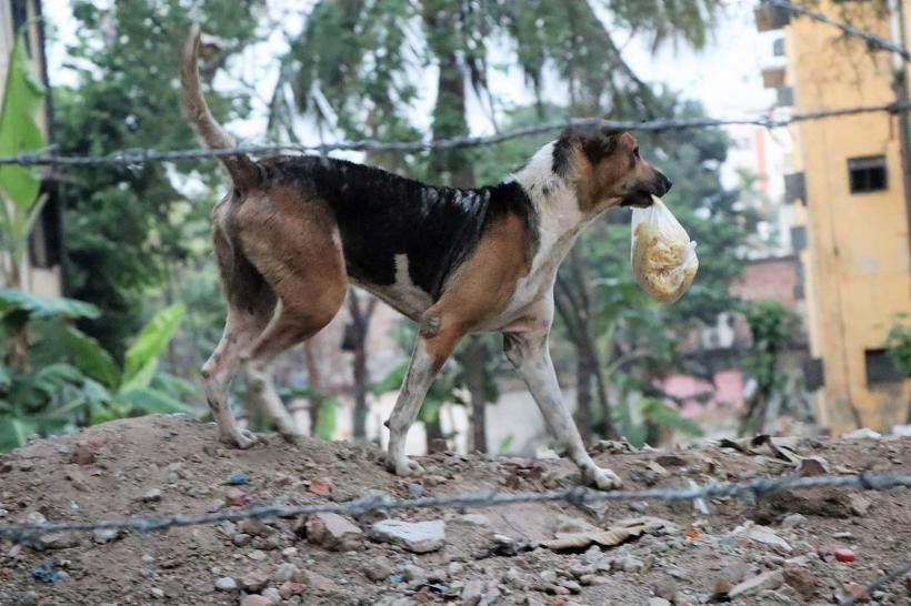 Stray Animal Feeding, Care, and Support