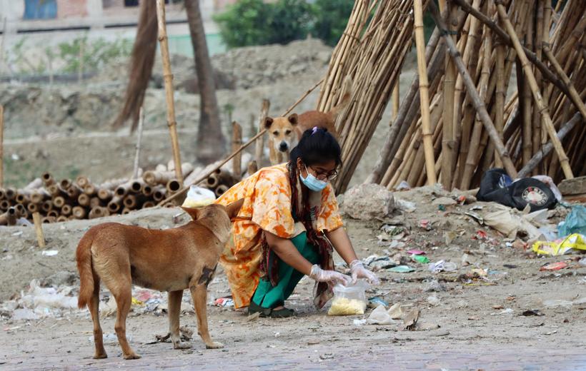 Stray Animal Feeding, Care, and Support