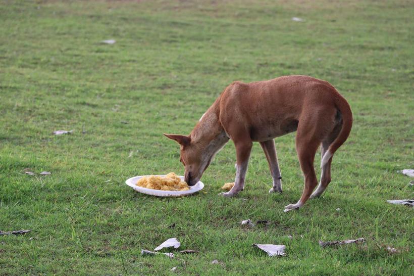 Stray Animal Feeding, Care, and Support